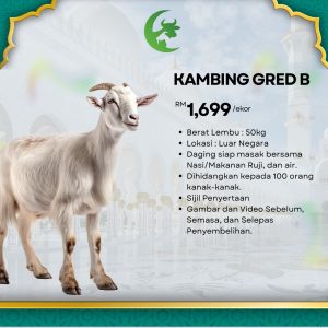 Kambing Gred B