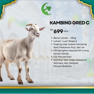 Kambing Gred C